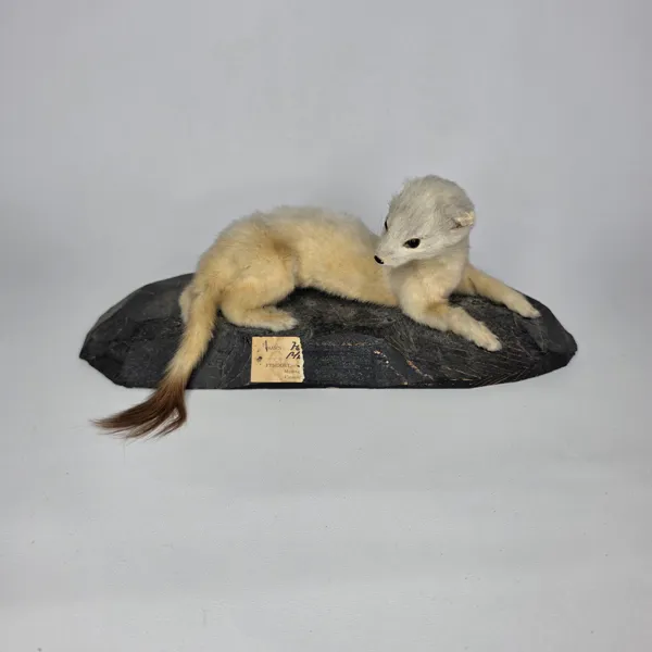 ERMELIN, Mustela Erminea. Taxidermy. Conservator H.M.