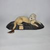 ERMELIN, Mustela Erminea. Taxidermy. Conservator H.M.