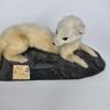 ERMELIN, Mustela Erminea. Taxidermy. Conservator H.M.