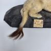 ERMELIN, Mustela Erminea. Taxidermy. Conservator H.M.