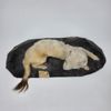ERMELIN, Mustela Erminea. Taxidermy. Conservator H.M.