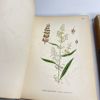A. Mentz & C.H. Ostenfeld (1901–1906) Komplett sett, Billeder af Nordens Flora 