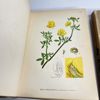 A. Mentz & C.H. Ostenfeld (1901–1906) Komplett sett, Billeder af Nordens Flora 