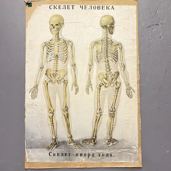 Dubbelsidigt Vintage Anatomiska Skolplanscher – Skelett & Blodcirkulation / Hjärta (Retro / 1900-tal), Sovjetunionen 