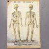Dubbelsidigt Vintage Anatomiska Skolplanscher – Skelett & Blodcirkulation / Hjärta (Retro / 1900-tal), Sovjetunionen 