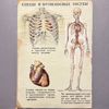 Dubbelsidigt Vintage Anatomiska Skolplanscher – Skelett & Blodcirkulation / Hjärta (Retro / 1900-tal), Sovjetunionen 